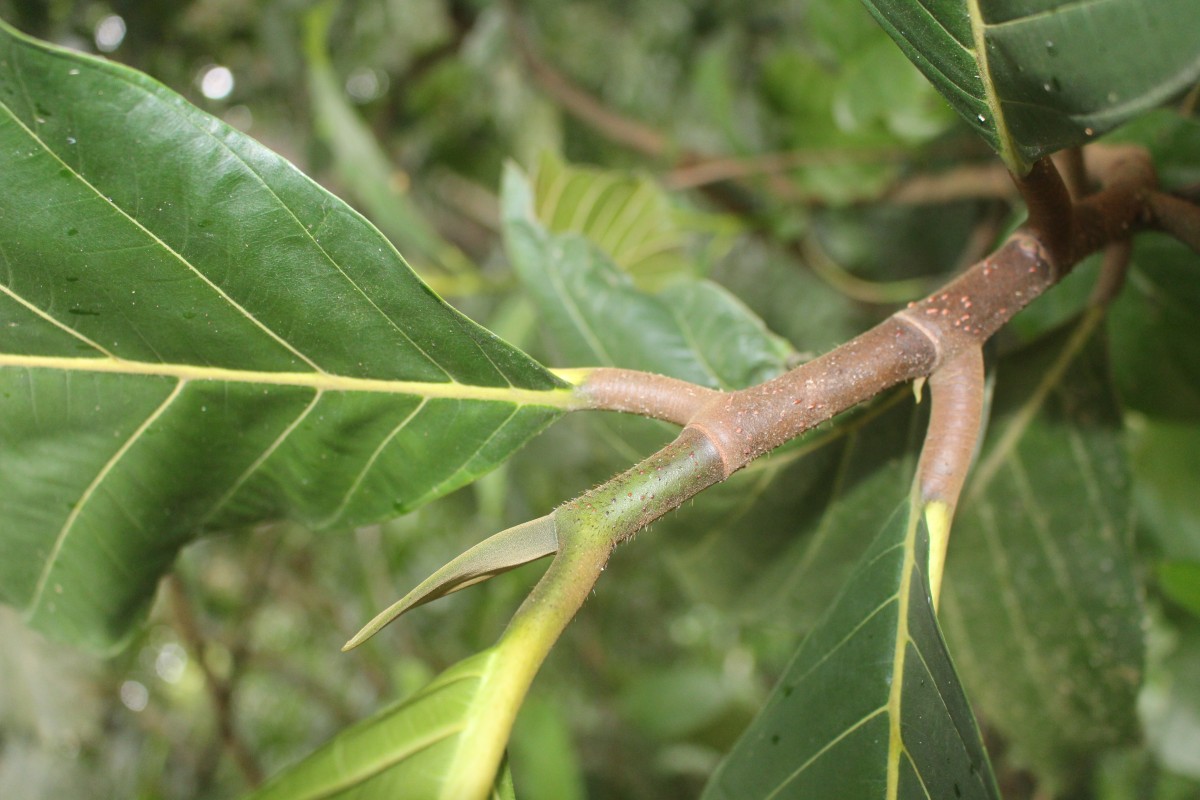 Artocarpus nobilis Thwaites